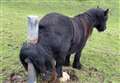 Horse found with tail tied to post