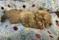 Dumped kitten is 'an absolute little fighter'