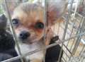 Puppy smuggling 'risks bringing in rabies'