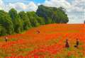 'Instagrammers are risking lives for poppy field photos'