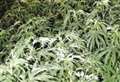 Police find 83 cannabis plants during raid