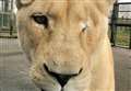 One-eyed lioness dies after short illness