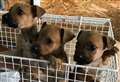 Puppies dumped by road