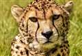 Keepers say goodbye to beloved cheetah
