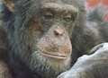 Chimpanzees stuck in US lab due to legal challenge