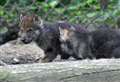 VIDEO: Wolf cubs at Kent wildlife park