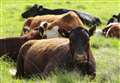 Decapitated cows dumped at 'sacrificial' scene