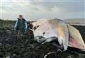 ‘Massive’ whale washes up on shore
