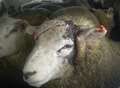  RSPCA calls for sheep checks 