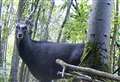 ‘Rare’ sika deer captured on film