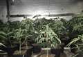 Cannabis plants seized by police 