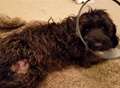 Puppy 'shaken like a rag doll' in savage attack