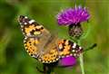 Homes urged to join butterfly count to save under-threat species