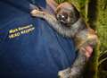 Six months hand rearing has gone in a Flash for baby sloth