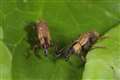 Specialist weevils deployed in Yorkshire waterways to tackle invasive plant