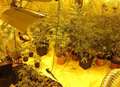 Drugs officers find 160 cannabis plants