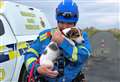 Adorable puppy rescued from cliff