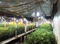 Three arrested over cannabis factories