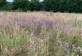 My field is for insects, says councillor