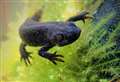 Great crested newts found at redevelopment site