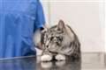 UK vet sector under review amid worries over costs and competition