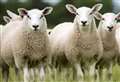 Bluetongue cases total hits 52 as sheep tests positive