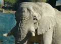 Park staff saddened by elephant death