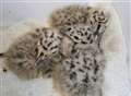 Baby gulls orphaned after parents shot