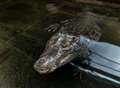 Help me find love for my crocodile