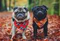 Top tips to keep dogs safe this autumn