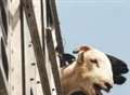 New battle over live animal exports
