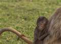 Double trouble as baby baboons come out to play