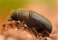 Outbreak of tree-killer beetle
