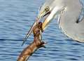 Heron takes revenge after weasel rides woodpecker 