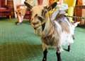 Goat duo visit Kent care home