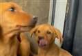 Stray puppies could get new home