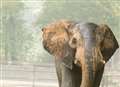Animal park boss defends trading elephant