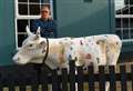 How 'magic Welsh cow' followed landlord home