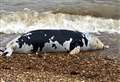 Headless seal washes up on Kent beach