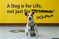 Dogs Trust: A dog is for life, not just for lockdown