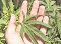 200 cannabis plants seized in police raid