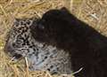 Zoo welcomes jaguar cubs