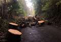 Dumped tree blocks lane for up to a week