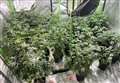 'Large-scale' cannabis farm found