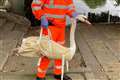 Swanning about – bird on the line delays rush hour commuters