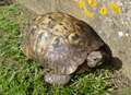 Appeal to find pet tortoise