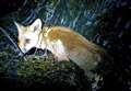 Cute fox cub stranded on seaweed saved
