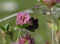 Bumblebee species brought back from extinction in Kent