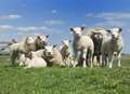 Sheep halts M25 traffic