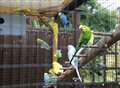 Woman heartbroken as birds stolen from aviary